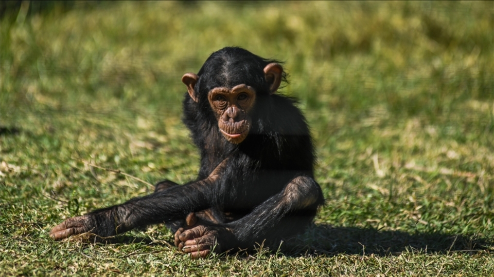 Cümle kurma yetenekleri ortaya çıkarıldı