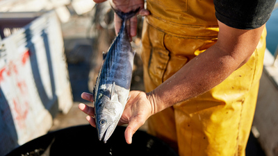 Palamut nasıl temizlenir?