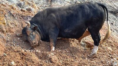 Boğalar güreşe hazırlanıyor
