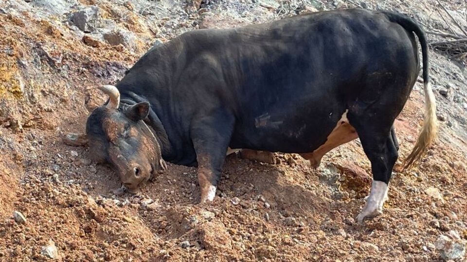 Boğalar güreşe hazırlanıyor