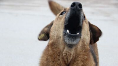 Hindistan'da kuduz salgını: 3 ölü