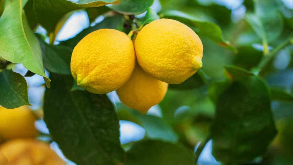 Limonda ihracat kısıtlaması kaldırıldı