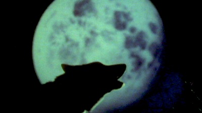 Jurrasic Park gerçek mi oluyor? Nesli tükenen Ulu Kurt geri döndü!