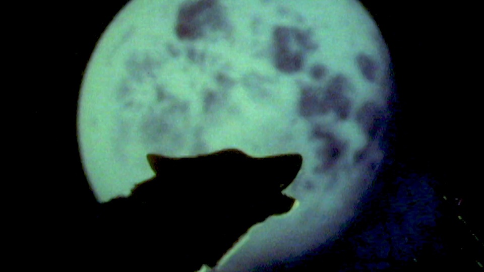 Jurrasic Park gerçek mi oluyor? Nesli tükenen Ulu Kurt geri döndü!