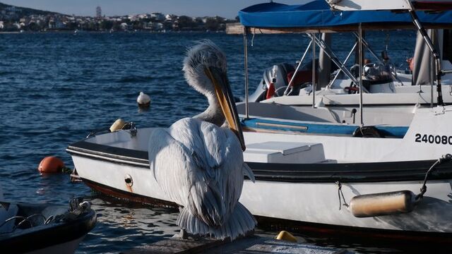 Pelikan Tosun yaralı olarak sığındığı Foça'nın maskotu
