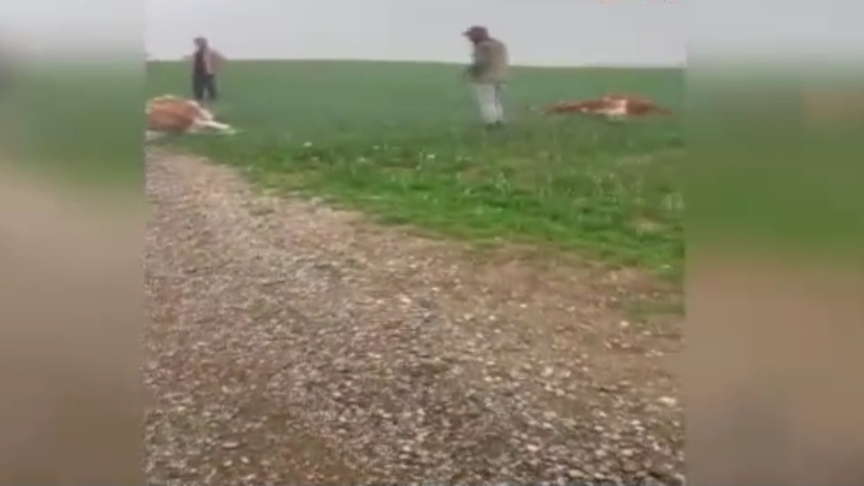 Yıldırım 2 ineği öldürdü