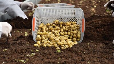 Niğde'de 10 yeni patates geliştirildi