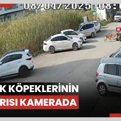 Sokak köpeklerinin saldırısı kamerada