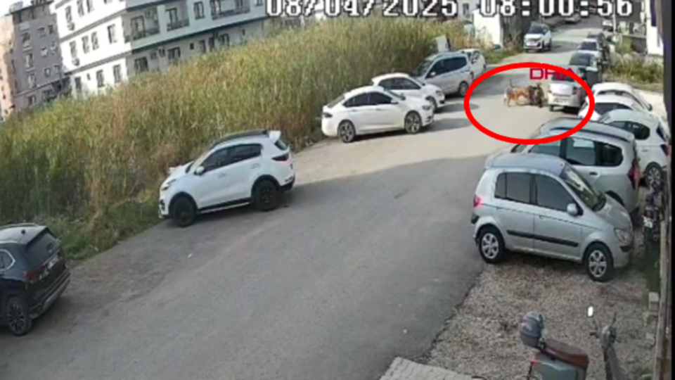 Köpeklerin saldırısı kamerada