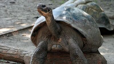 100 yaşında ilk kez anne baba oldular!