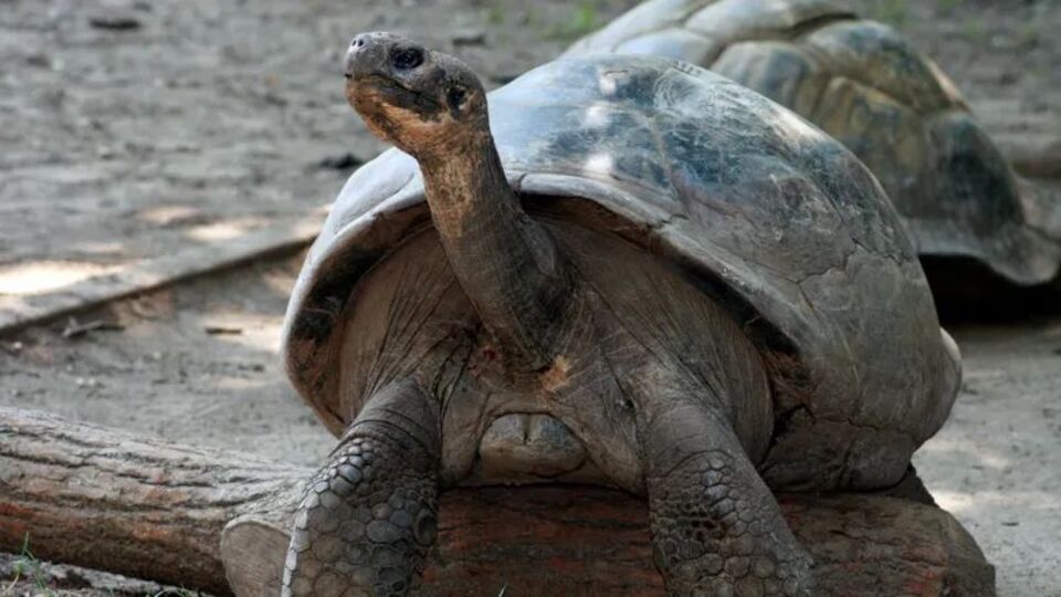 100 yaşında ilk kez anne baba oldular!