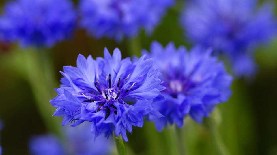 Peygamber çiçeğinin diğer adı nedir?