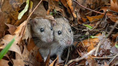 Tarla faresinin diğer adı nedir?