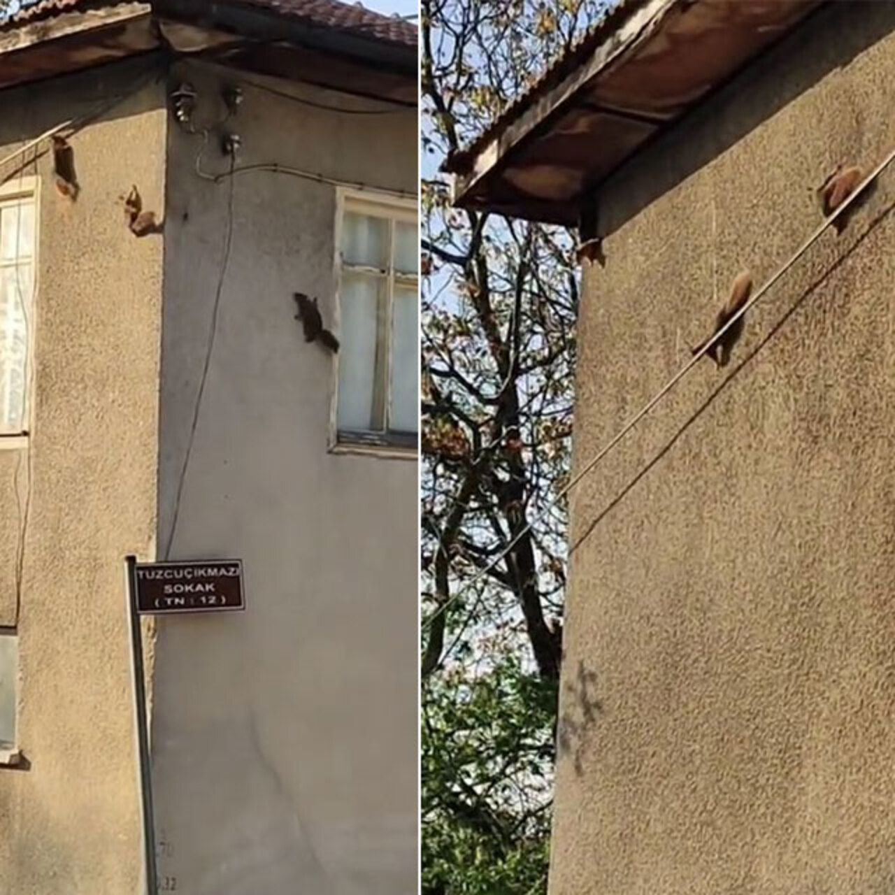 Düz duvarda gezebiliyorlar... Kameraya yansıdı!