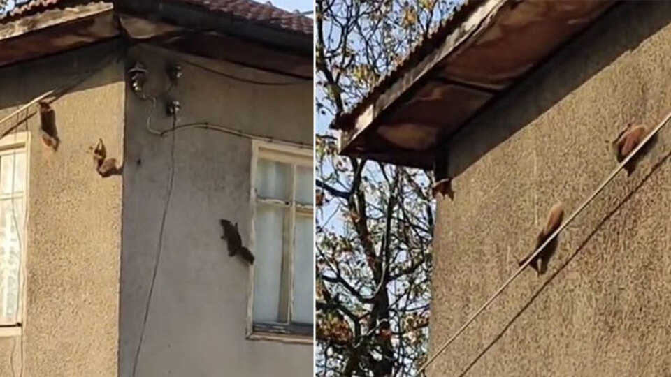 Düz duvarda gezebiliyorlar... Kameraya yansıdı!