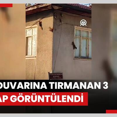 Evin duvarına tırmanan 3 sincap görüntülendi