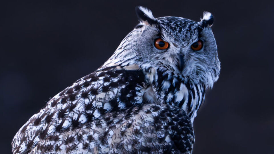 Avrupa'nın en büyüğü Sivas'ta fotoğraflandı