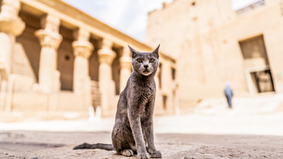 Antik Mısır'da kediler neden kutsaldı?