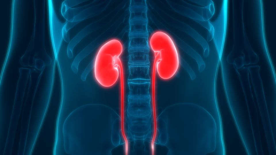 Türkiye'de her 7 yetişkinden birinin kronik böbrek hastası olduğu tahmin ediliyor