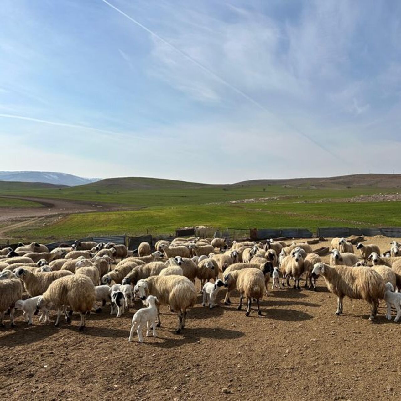 Tunceli'de ‘şap’ karantinası