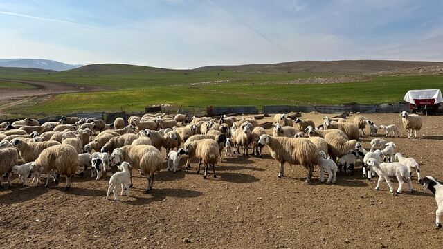 Tunceli'de 'şap' karantinası