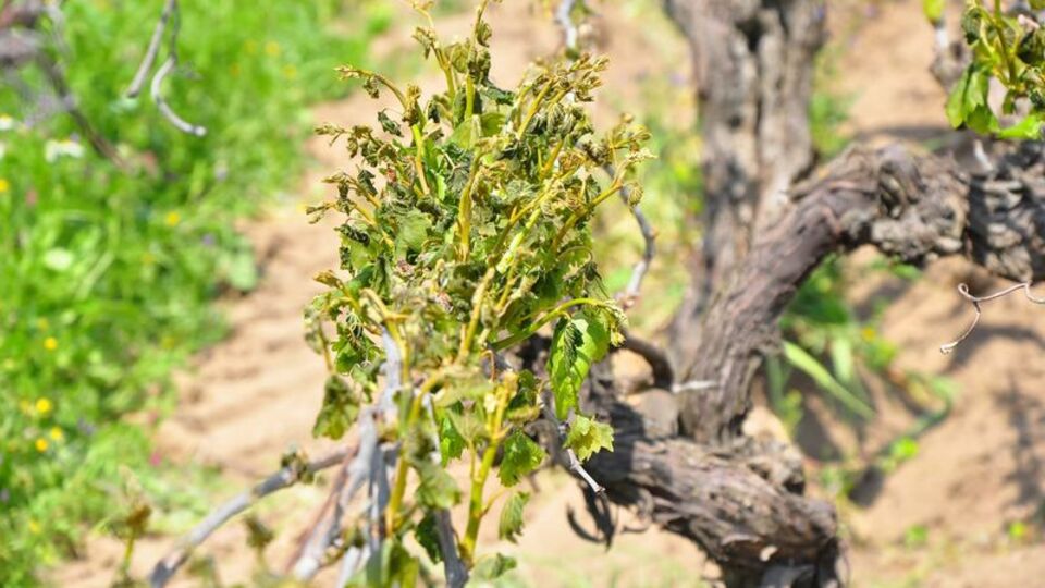Manisa'da üzüm bağlarında zirai don zararı