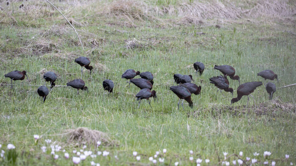 Nesli tükeniyor... Tunceli'nin ovalarında görüntülendi