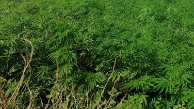 Tarlada kenevire 11 yıl 8 ay hapis