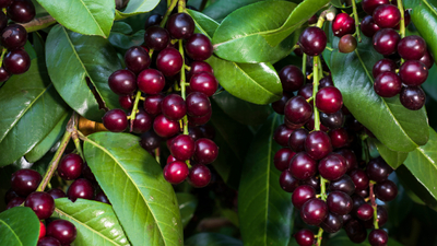 Karayemiş çekirdeği sonu oluyordu