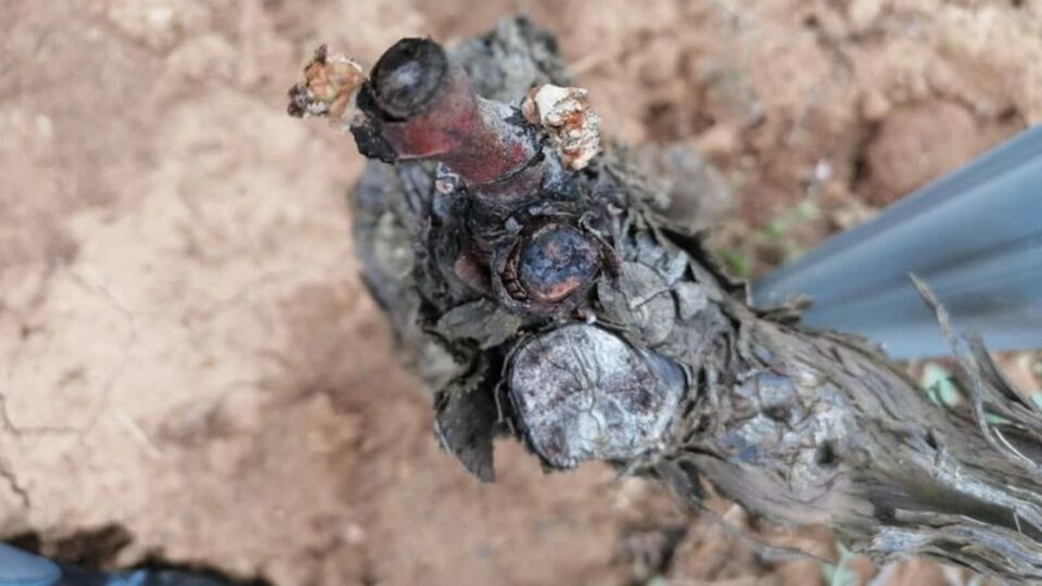 Tekirdağ'da üzüm bağlarını zirai don vurdu