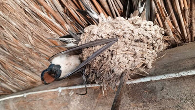 Konya'da kuşlar donarak öldü