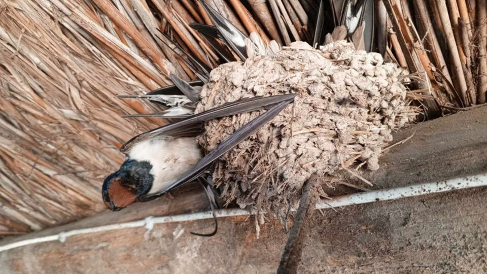 Konya'da kuşlar donarak öldü