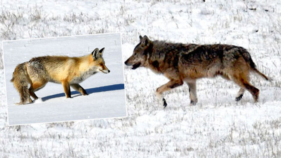 Kurtlar ve tilkiler aynı şehirde görüntülendi! Belgesel gibi...