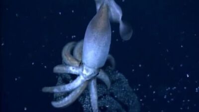 Mürekkep balığının diğer adı nedir?