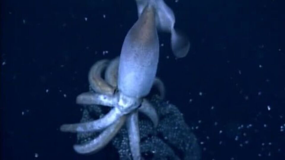 Mürekkep balığının diğer adı nedir?