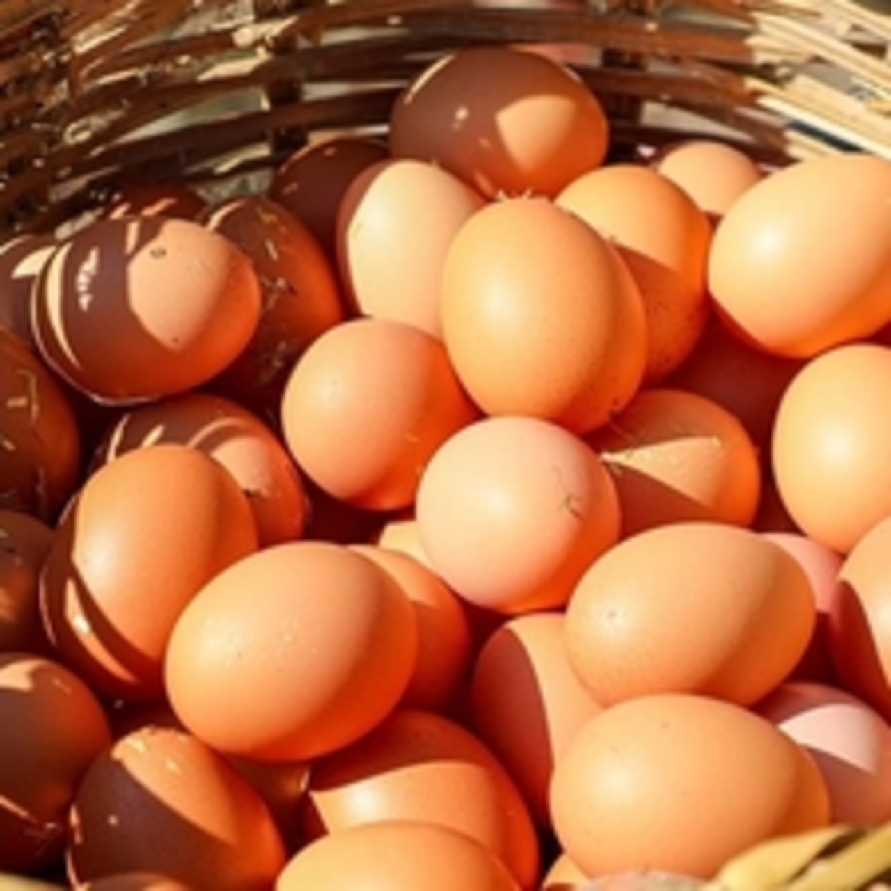 Yumurta protein miktarı
