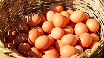 Yumurta protein miktarı