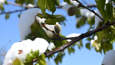 Malatya'da kayısı ağaçlarına zirai don zararı
