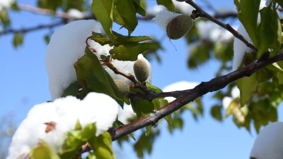 Malatya'da kayısı ağaçlarına zirai don zararı