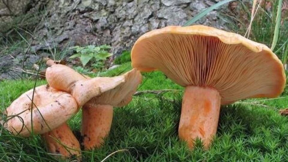 Kanlıca mantarı nasıl temizlenir?