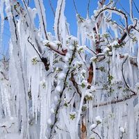 Çiftçilerden "don"a karşı "Spring" sistemi