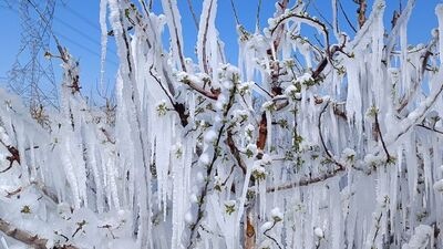 Çiftçilerden "don"a karşı "Spring" sistemi
