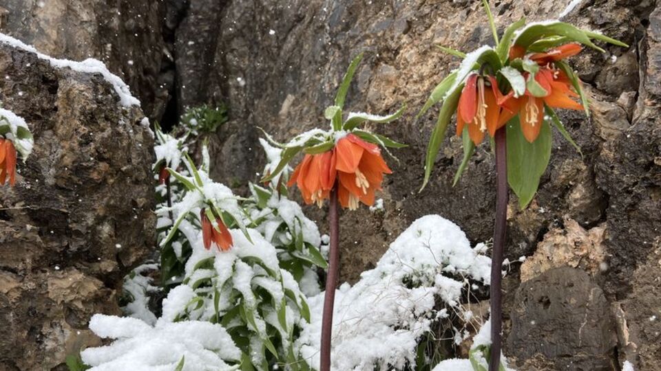 Ziyaretçileri büyülüyor