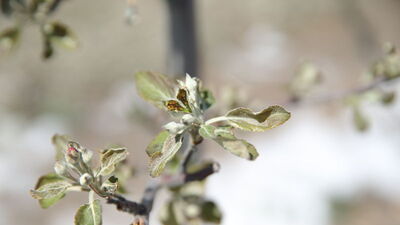 Zirai don, elmaları vurdu