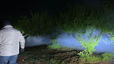 Çiftçilerin "sis bulutlu" nöbeti