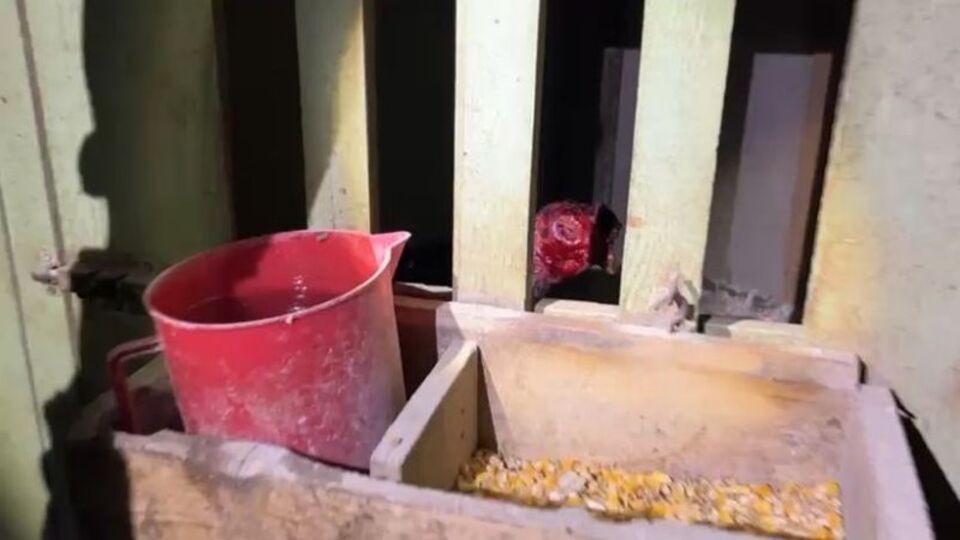 Horoz dövüşüne 416 bin TL ceza