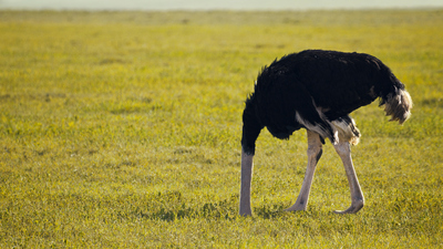 Deve kuşu kafasını gerçekten kuma gömüyor mu?