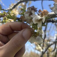 Konya'da kiraz ağaçlarını "don" vurdu