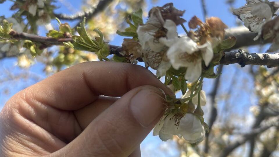 Konya'da kiraz ağaçlarını "don" vurdu
