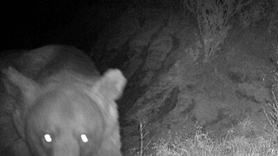 Zeytinlikte ayı saldırdı